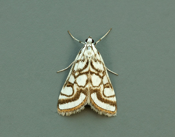 63.118 BF1350 Beautiful China-mark Nymphula nitidulata