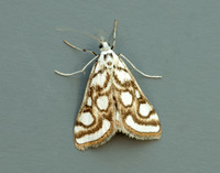 63.118 BF1350 Beautiful China-mark Nymphula nitidulata