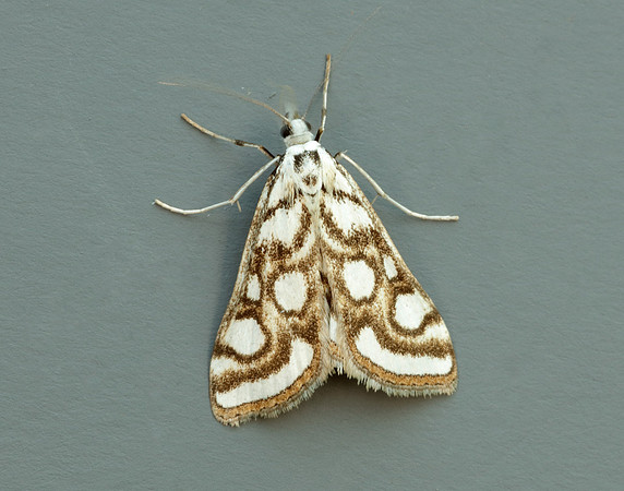 63.118 BF1350 Beautiful China-mark Nymphula nitidulata