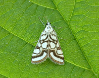 63.118 BF1350 Beautiful China-mark Nymphula nitidulata