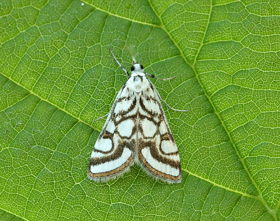 63.118 BF1350 Beautiful China-mark Nymphula nitidulata