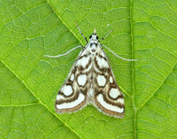 63.118 BF1350 Beautiful China-mark Nymphula nitidulata