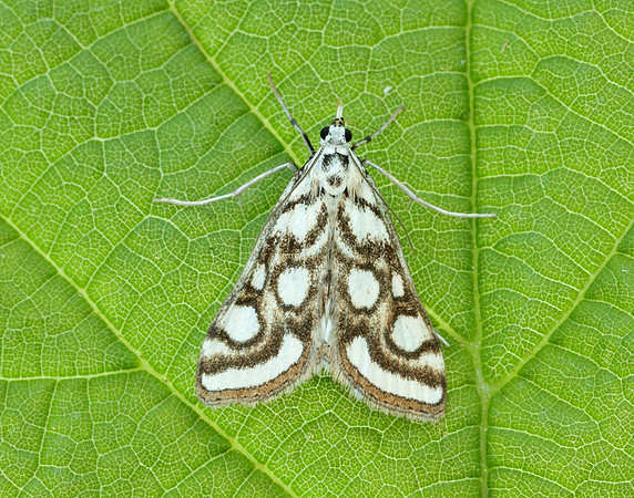 63.118 BF1350 Beautiful China-mark Nymphula nitidulata