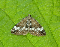 70.133 BF1803 Small Rivulet Perizoma alchemillata
