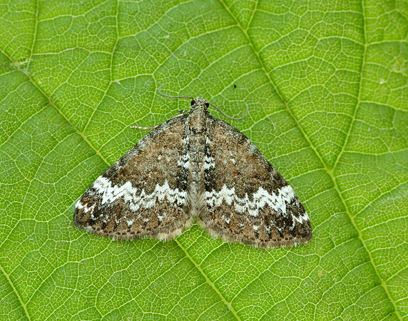 70.133 BF1803 Small Rivulet Perizoma alchemillata