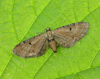 70.133 BF1803 Small Rivulet Perizoma alchemillata
