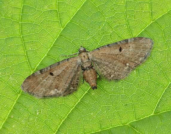 70.133 BF1803 Small Rivulet Perizoma alchemillata