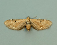 70.133 BF1803 Small Rivulet Perizoma alchemillata