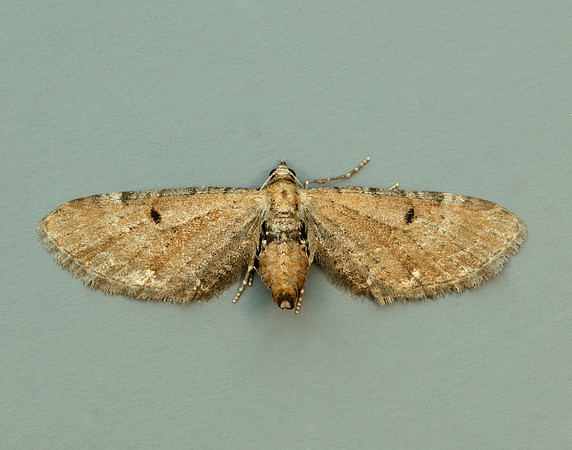 70.133 BF1803 Small Rivulet Perizoma alchemillata
