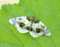 70.206 BF1885 Clouded Magpie Abraxas sylvata