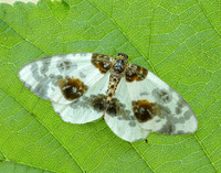 70.206 BF1885 Clouded Magpie Abraxas sylvata
