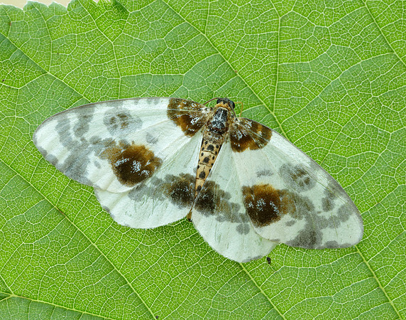 70.206 BF1885 Clouded Magpie Abraxas sylvata