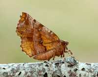 70.237 BF1917 Early Thorn Selenia dentaria
