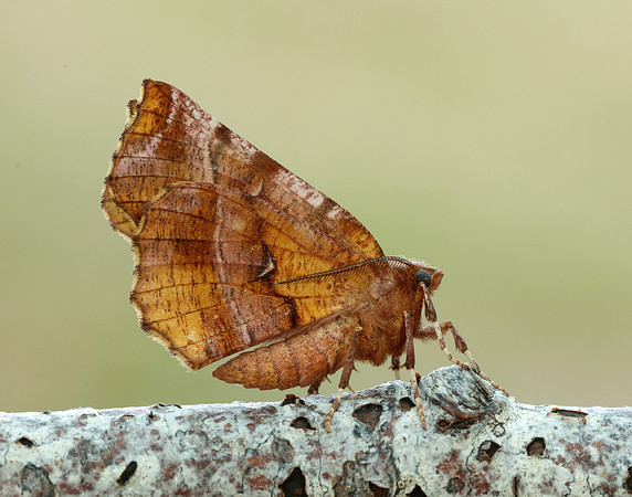70.237 BF1917 Early Thorn Selenia dentaria