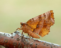 70.237 BF1917 Early Thorn Selenia dentaria