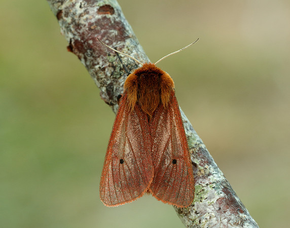 72.024 BF2064 Ruby Tiger Phragmatobia fuliginosa