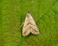 72.060 BF2485 Marsh Oblique-barred Hypenodes humidalis