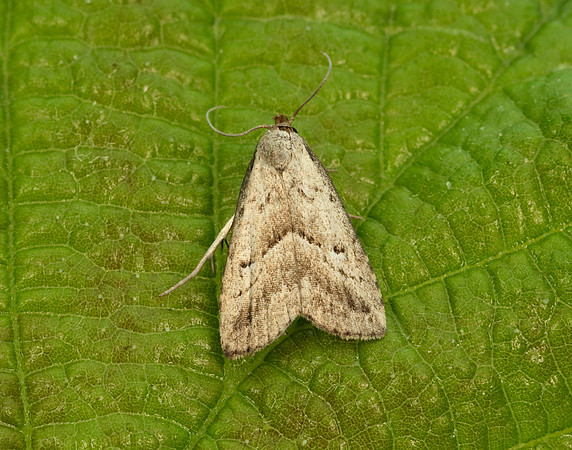 72.060 BF2485 Marsh Oblique-barred Hypenodes humidalis