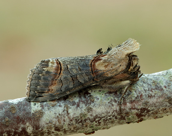 73.002 BF2449 Dark Spectacle Abrostola triplasia