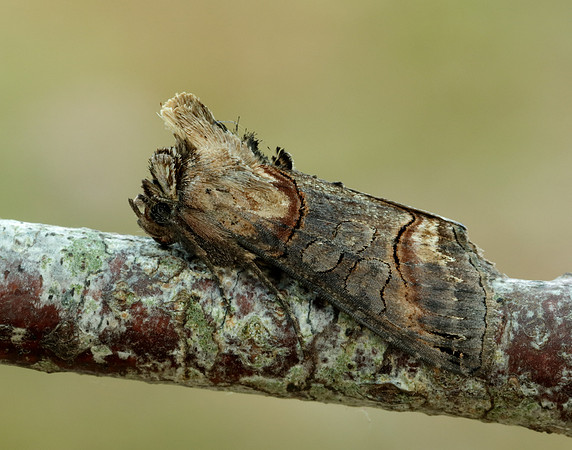 73.002 BF2449 Dark Spectacle Abrostola triplasia