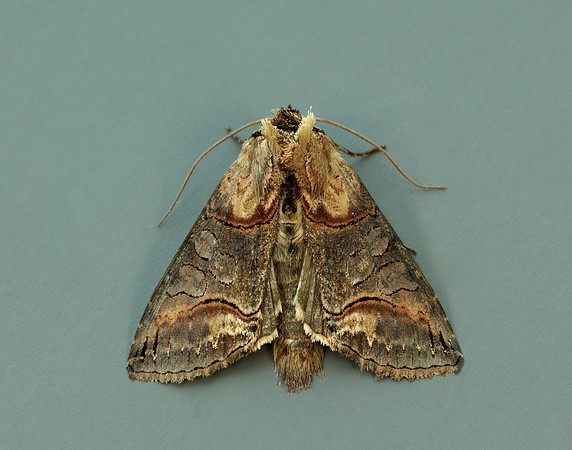 73.002 BF2449 Dark Spectacle Abrostola triplasia