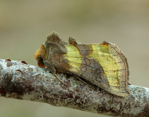 73.012 BF2434 Burnished Brass Diachrysia chrysitis
