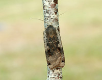 73.342 BF2107 Large Yellow Underwing Noctua pronuba