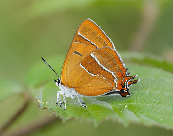 Brown Hairstreak Thecla betulae