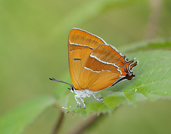 Brown Hairstreak Thecla betulae