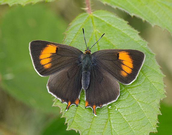 Brown Hairstreak Thecla betulae