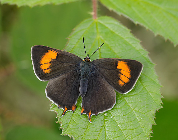 Brown Hairstreak Thecla betulae