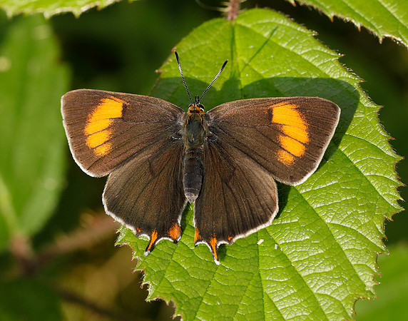 Brown Hairstreak Thecla betulae