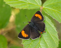 Brown Hairstreak Thecla betulae