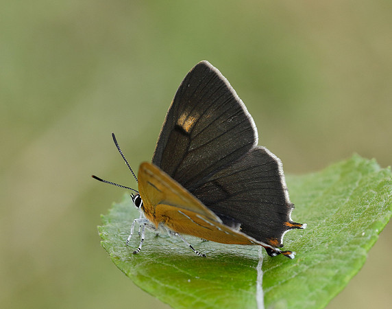 Brown Hairstreak Thecla betulae