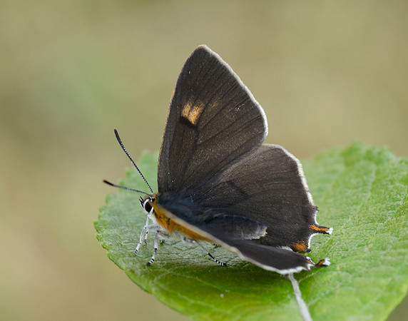 Brown Hairstreak Thecla betulae