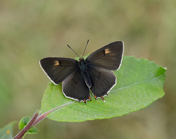 Brown Hairstreak Thecla betulae