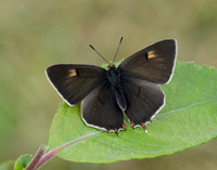 Brown Hairstreak Thecla betulae