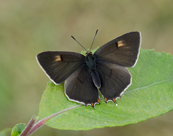 Brown Hairstreak Thecla betulae