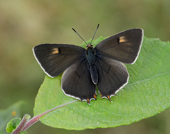 Brown Hairstreak Thecla betulae