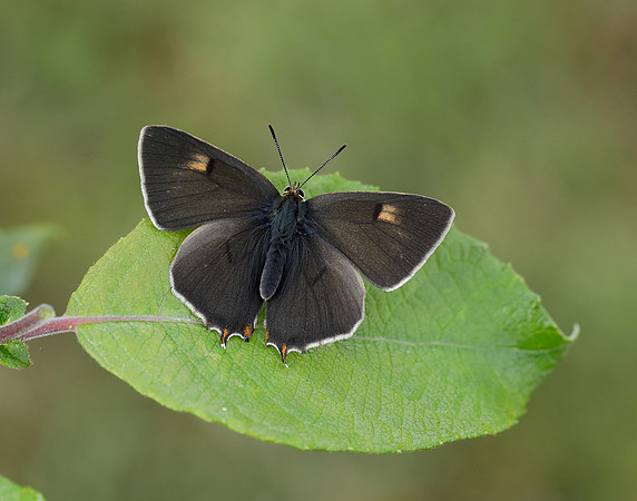 Brown Hairstreak Thecla betulae