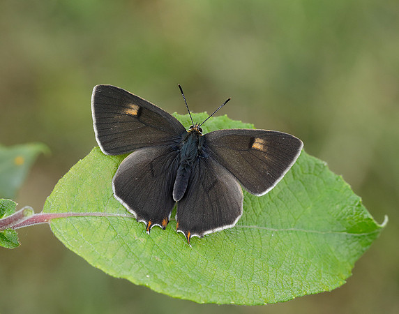Brown Hairstreak Thecla betulae