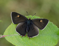 Brown Hairstreak Thecla betulae