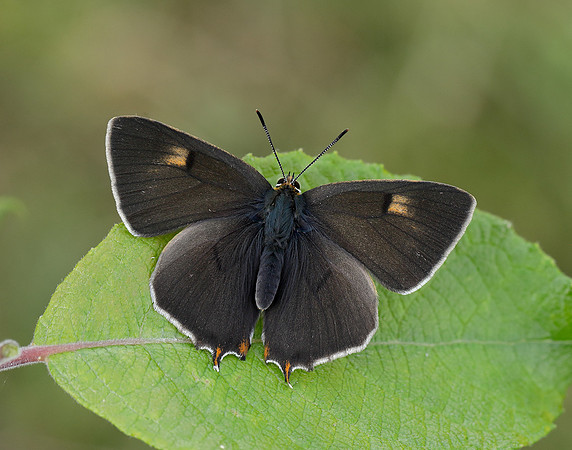 Brown Hairstreak Thecla betulae