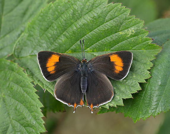 Brown Hairstreak Thecla betulae