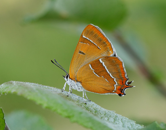 Brown Hairstreak Thecla betulae
