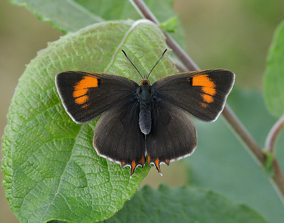 Brown Hairstreak Thecla betulae