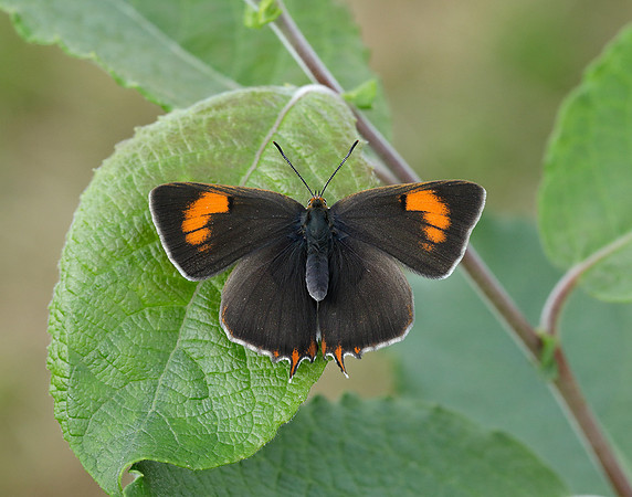 Brown Hairstreak Thecla betulae