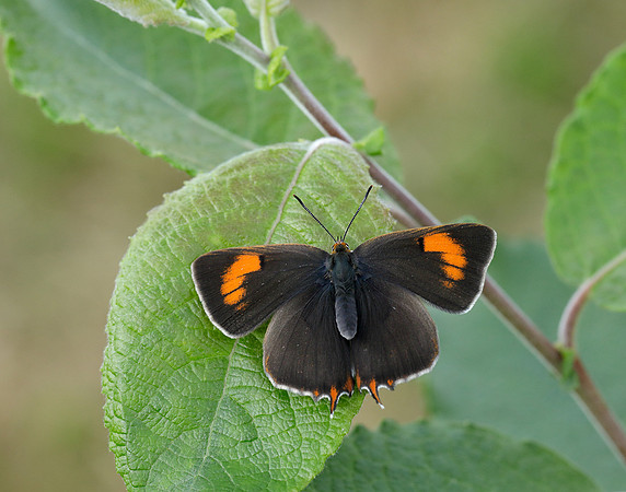 Brown Hairstreak Thecla betulae