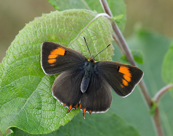 Brown Hairstreak Thecla betulae