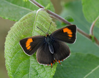 Brown Hairstreak Thecla betulae